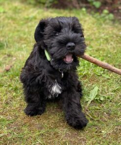 schnauzer breeders near me