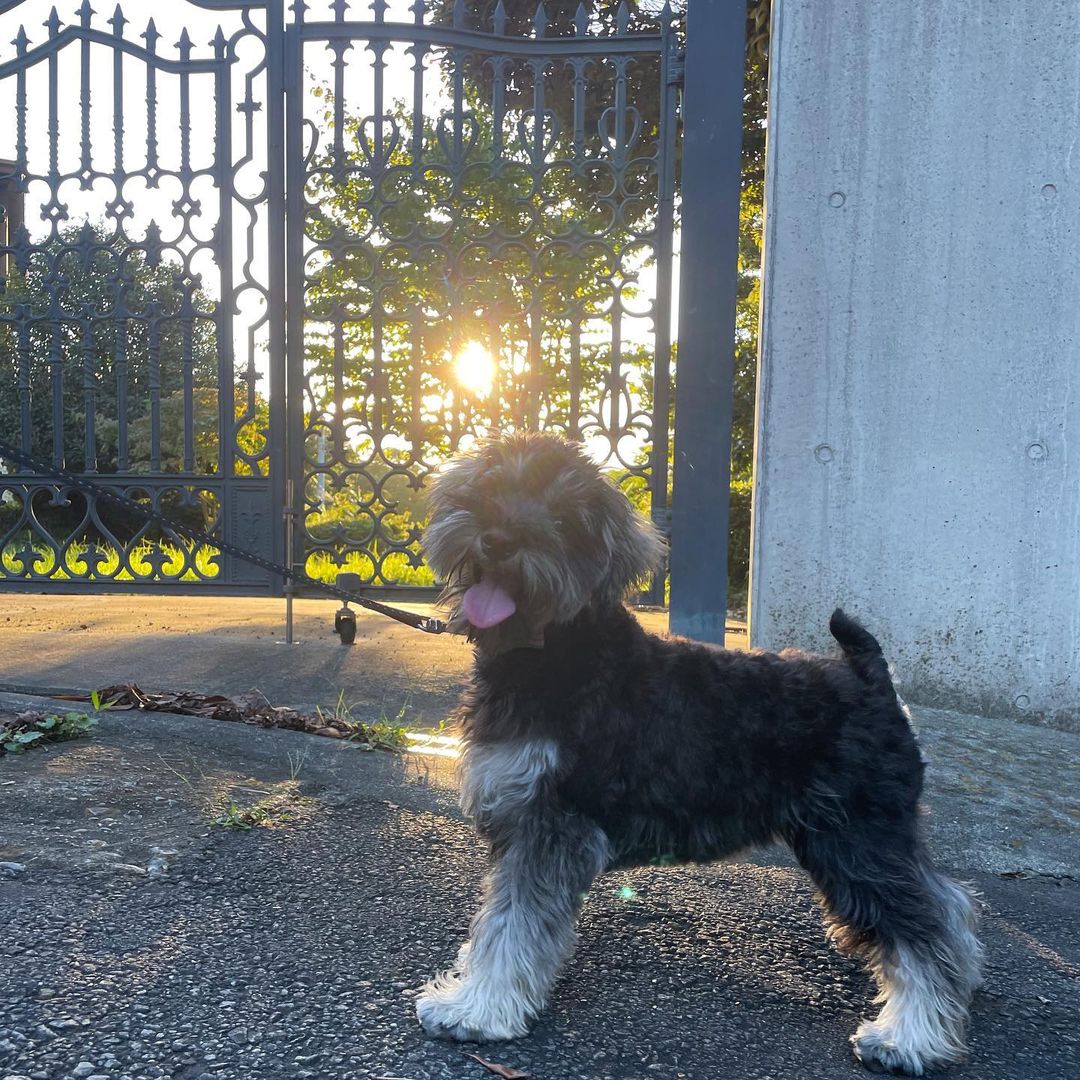 schnauzer for sale