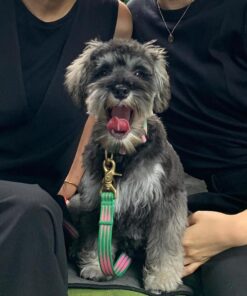 schnauzer puppy for sale houston tx