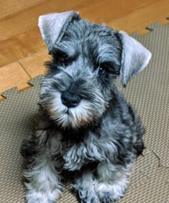 schnauzer puppy for sale