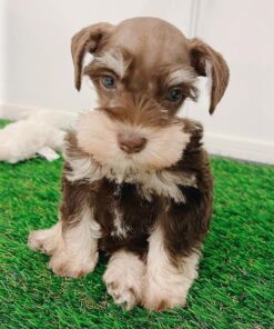 mini schnauzer for sale indiana