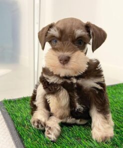 mini schnauzer for sale indiana