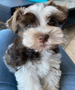 miniature schnauzer puppies $400