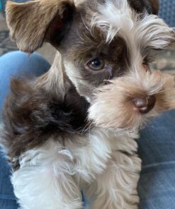 miniature schnauzer puppies $400