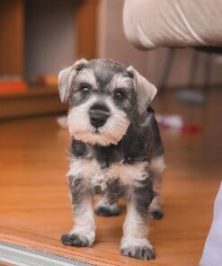 schnauzer rescue florida