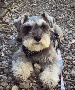 pictures of miniature schnauzer puppies