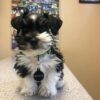 mini schnauzer breeders