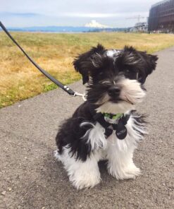 mini schnauzer breeders