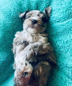 miniature schnauzer black