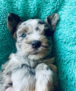 miniature schnauzer black