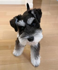 teacup miniature schnauzer