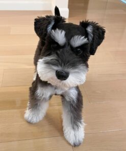 teacup miniature schnauzer