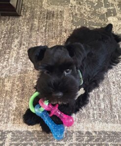 miniature schnauzer puppies for sale in north carolina