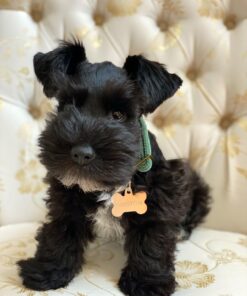 miniature schnauzer puppies for sale in north carolina