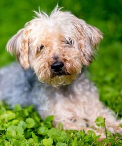 Teacup Poodle Puppies