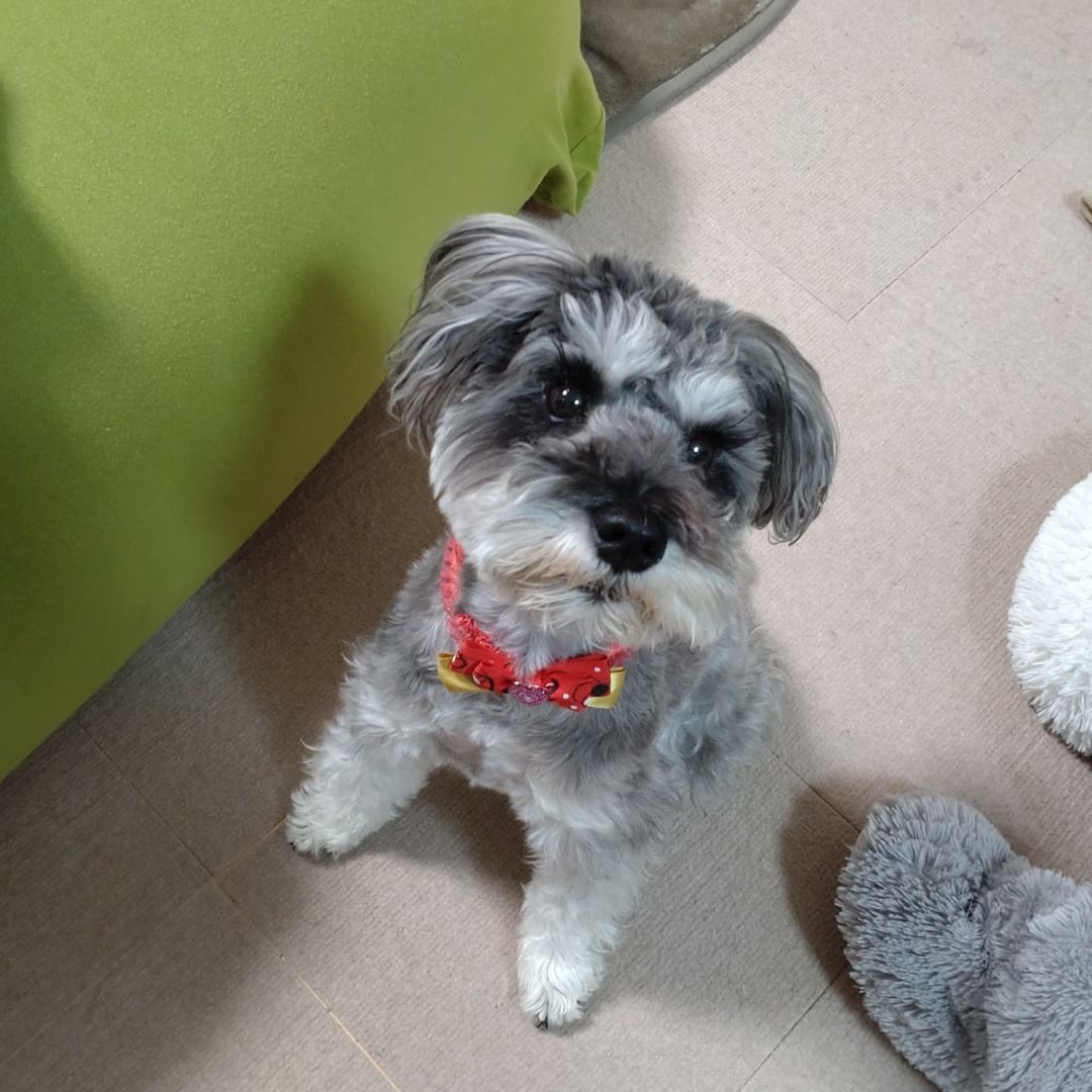 schnauzer puppy for sale near me