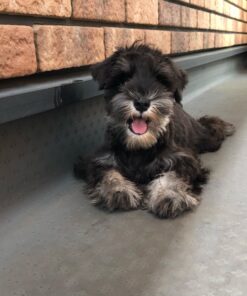 teacup schnauzer for sale