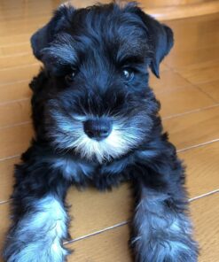 miniature schnauzer puppies for sale in tn