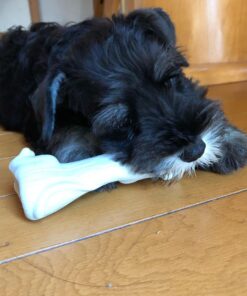 miniature schnauzer puppies for sale in tn