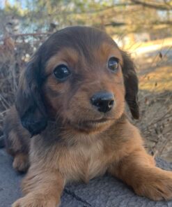 Long haired mini dachshund