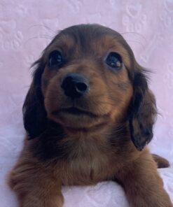 Long haired mini dachshund