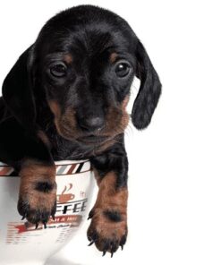 Teacup Dachshund Puppies