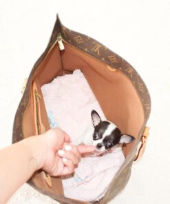 Chihuahua Puppies For Sale