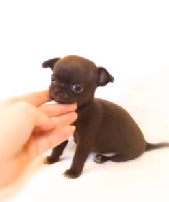 Teacup Chihuahua