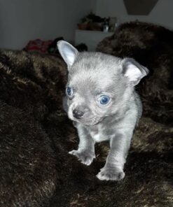 Chihuahua Puppy