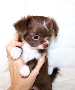 Alvin