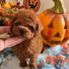 Miniature Poodle