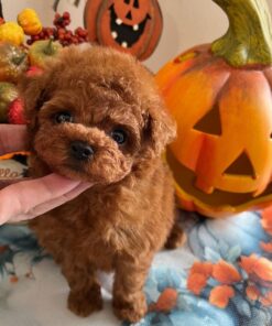 Miniature Poodle