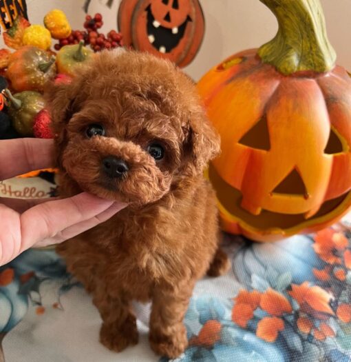 Miniature Poodle