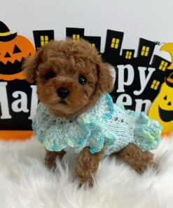 teacup poodle