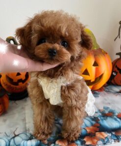 Teacup Poodle For Sale