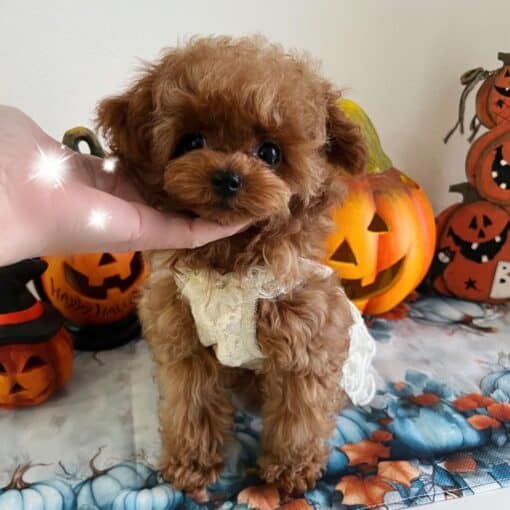 Teacup Poodle For Sale