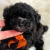 Teacup Poodles For Sale Near Me