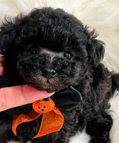 Teacup Poodles For Sale Near Me