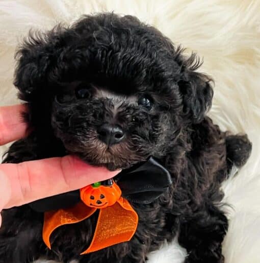 Teacup Poodles For Sale Near Me