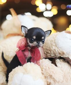 Seth the Chihuahua Puppy