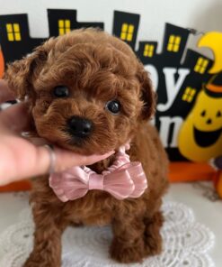 Teacup Poodles For Sale